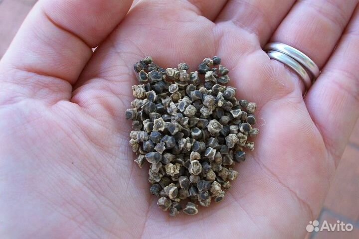 Семена чернушки лука, моркови, свеклы