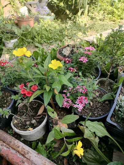 Участок 6 сот. (СНТ, ДНП)