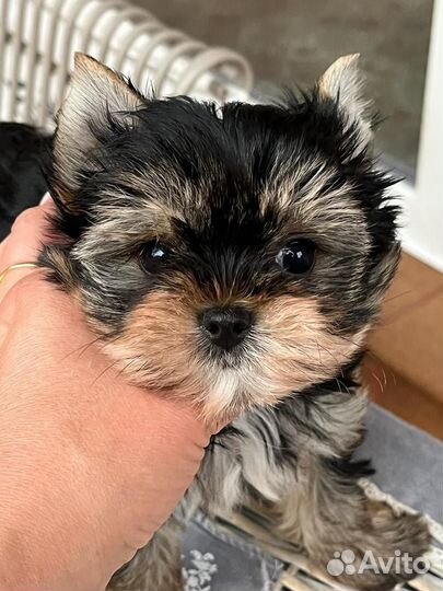 Йоркширский терьер девочка маленькая