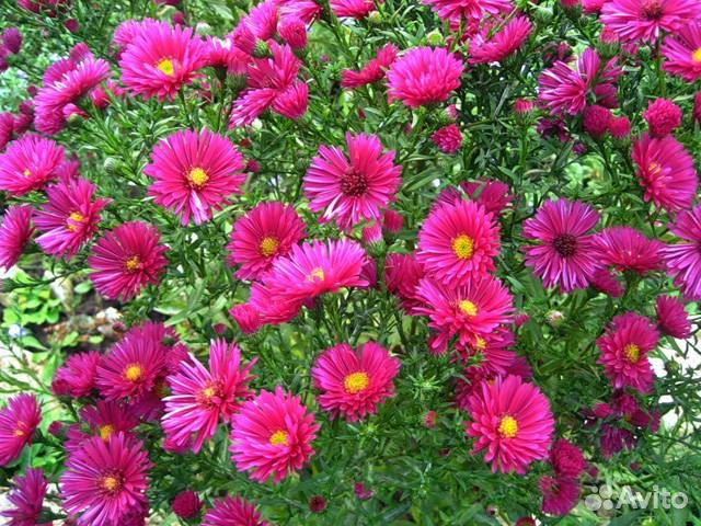 Ценителям красоты Астра многолетняя