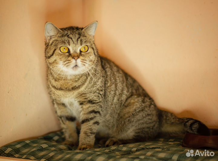 Нюта ищет семью