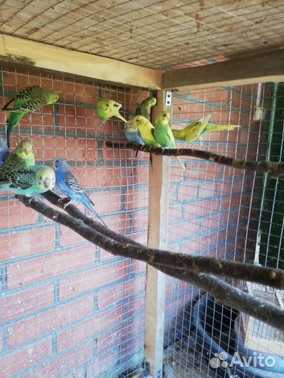 Волнистый попугай