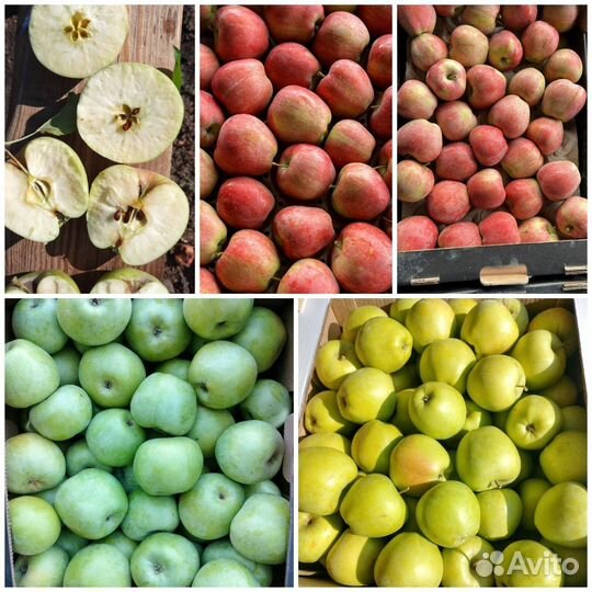 Мандарин, Гранат, Лимон, Манго, Виноград, Яблоко