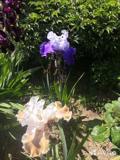 Ирисы бородатые
