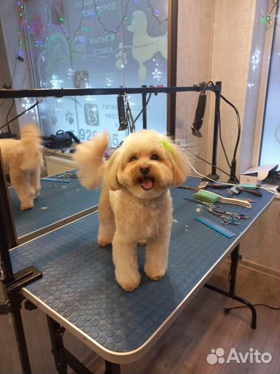 Модели. Стрижка собак