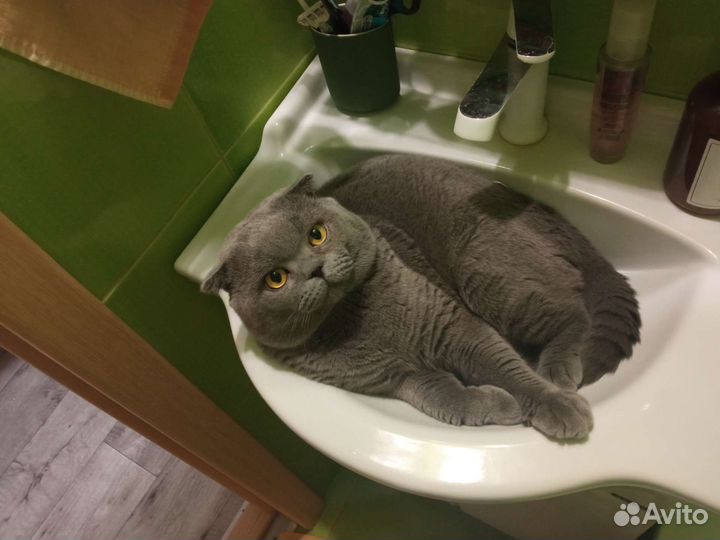 Кот Михаил ищет подругу