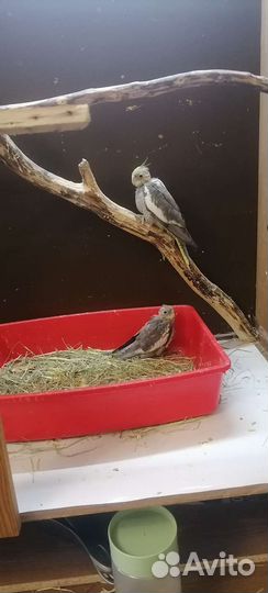 Попугай корелла