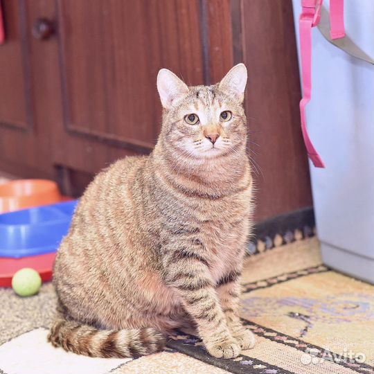 Большая кошка ищет дом