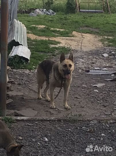 Щенки овчарки