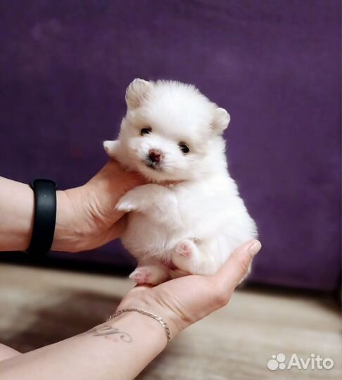 Щенки шпица