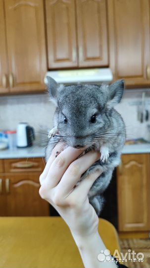 Шиншилла