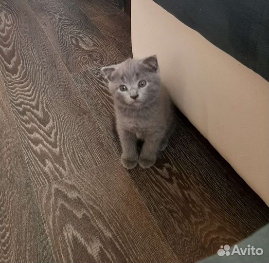 Британские котята