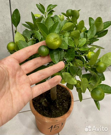 Мандариновое дерево с плодами