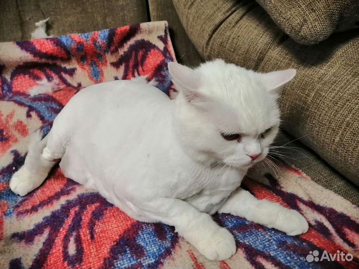 Стрижка кошек