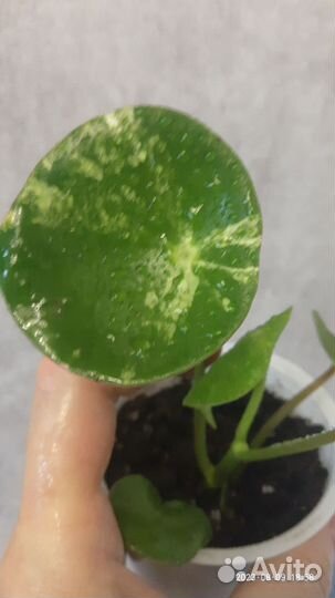 Пеперомия Рейндроп вариегатная и Аглаонема Уши