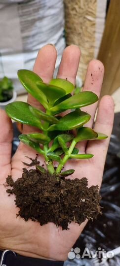 Крассула (Толстянка)