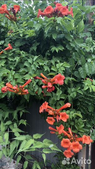 Кампсис, Дриада, живучки