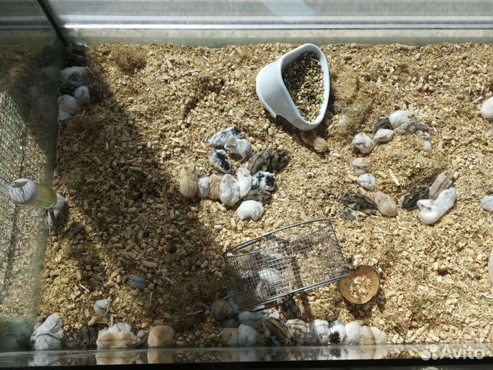 Джунгарский хомяк