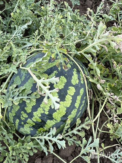 Арбуз оптом