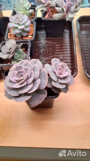 Эчеверии, граптоверии на корнях