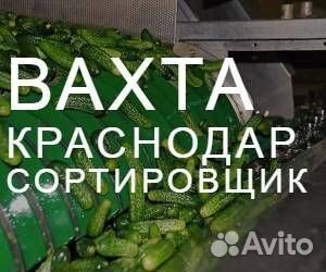 Сортировщик овощей вахта Краснодарский край