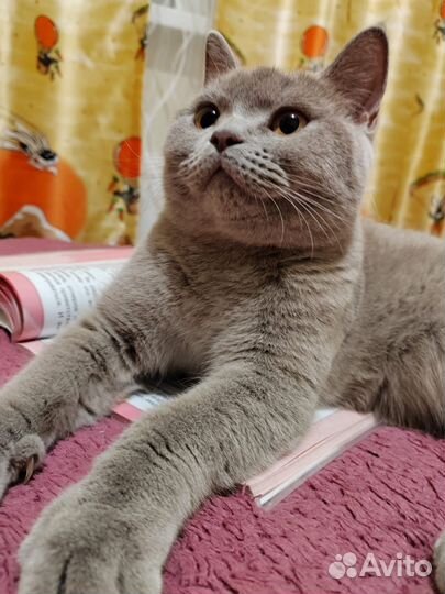 В добрые руки