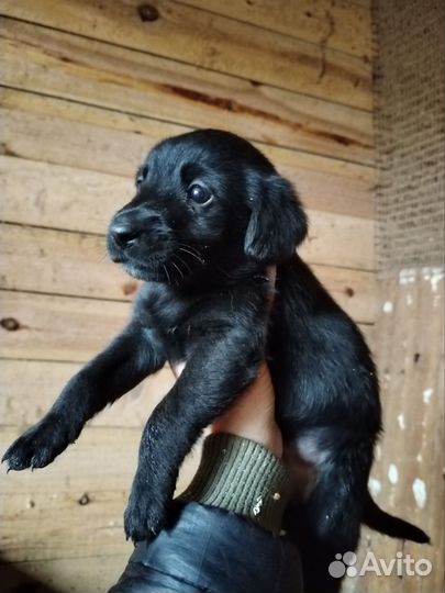 Щенок в добрые руки бесплатно