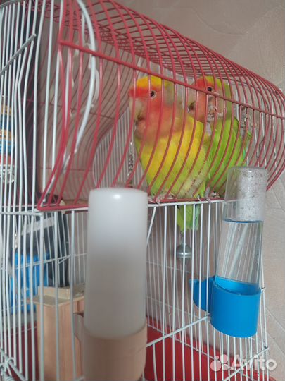 Попугай неразлучники