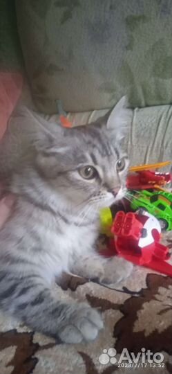 Котенок подросток в добрые руки