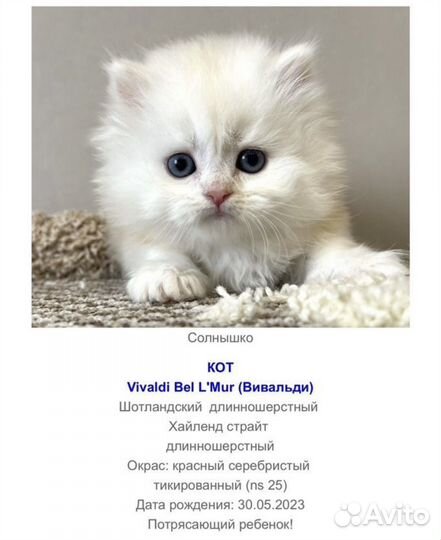 Фолды и страйты Шотландские котята