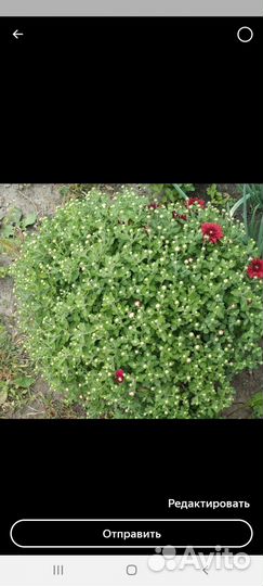 Хризантемы мультифлора красная и бардовая