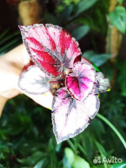 Бегония red kiss