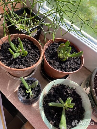 Крассула хоббит суккулент