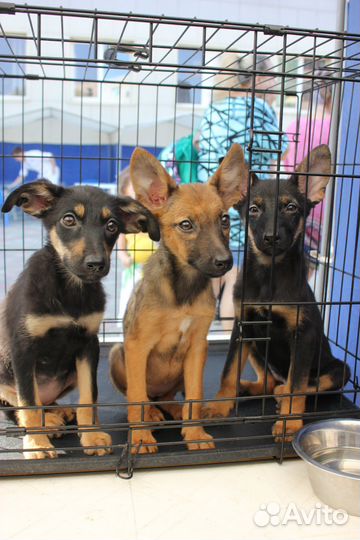 Маленькие щеночки