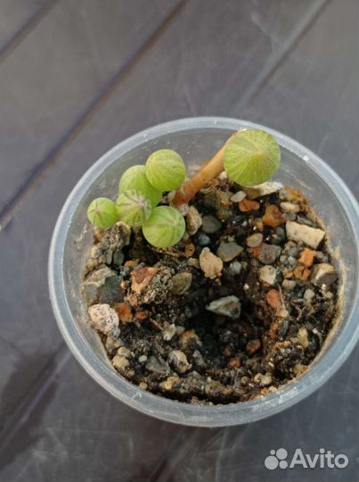 Крестовники разные виды