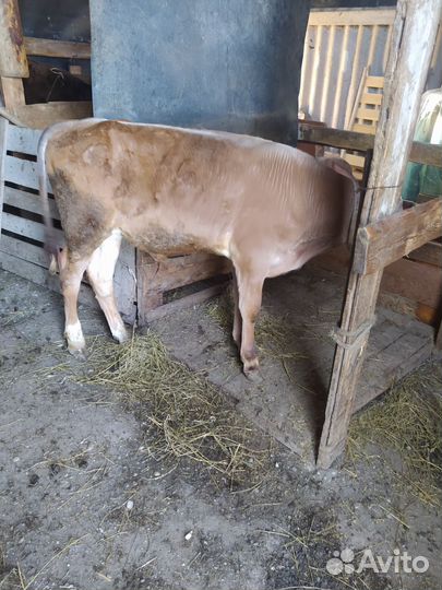 Два бычка одна тёлка