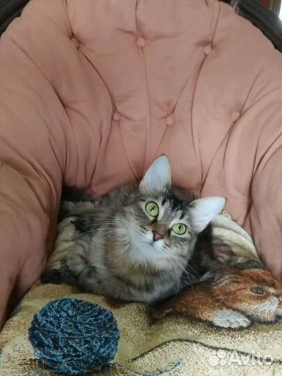 Пушистая зеленоглазая кошечка ищет дом