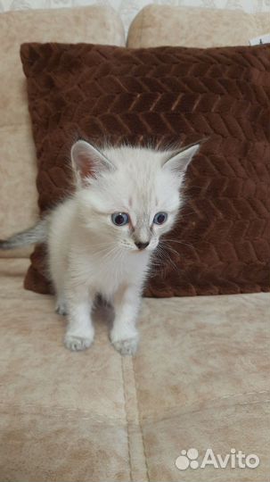 Котенок мальчик