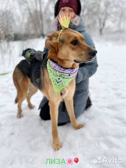 Пес милаха в приюте ждет свою семью