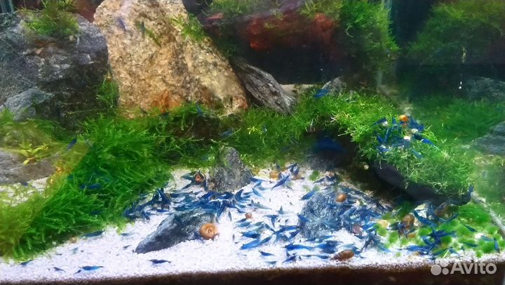 Декоративные креветки и водные растения