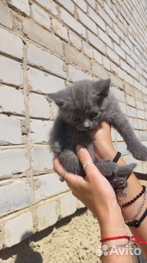 Отдам бесплатно в добрые руки, 4 котика