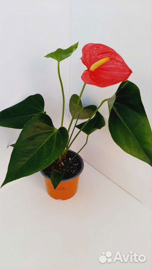 Антуриумы разные сорта - 2 ч