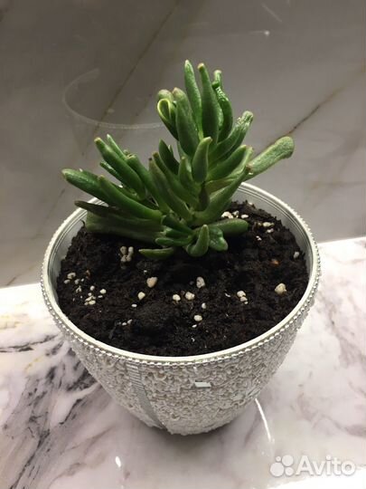 Толстянка хоббит