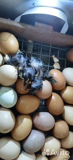 Яйца инкубационные помесные от домашних кур