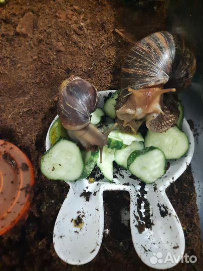 Улитки Ахатины