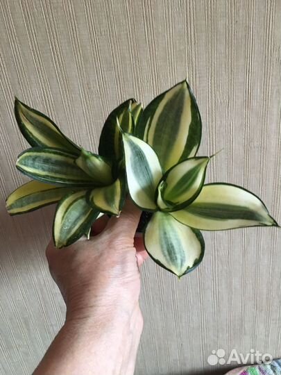 Сансевиерии коллекционные