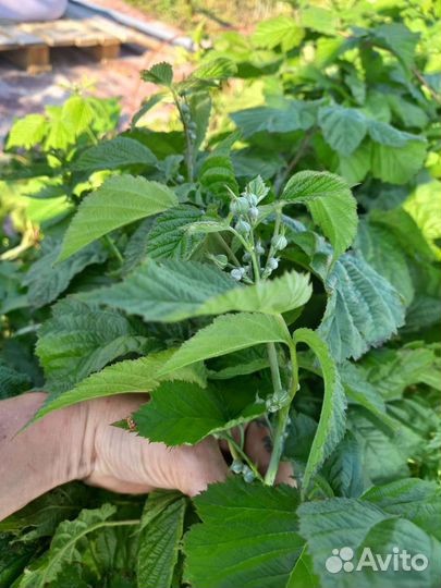 Саженцы ежевики