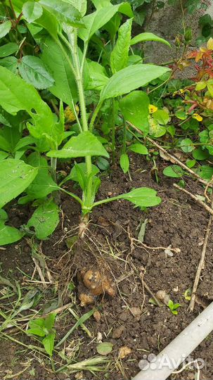 Топинамбур клубни на посадку