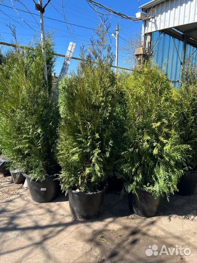 Туя брабант