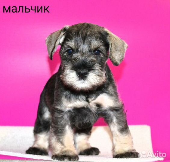 Щенки цвергшнауцера перец с солью